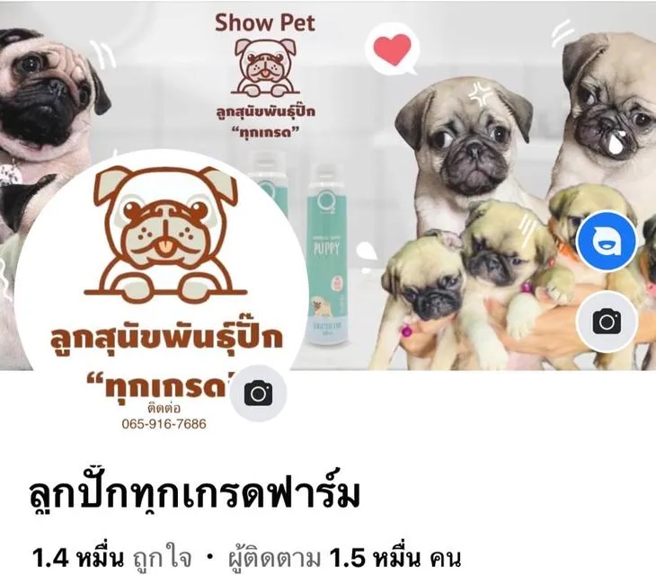 หมาปั๊กพันธุ์แท้ 100%