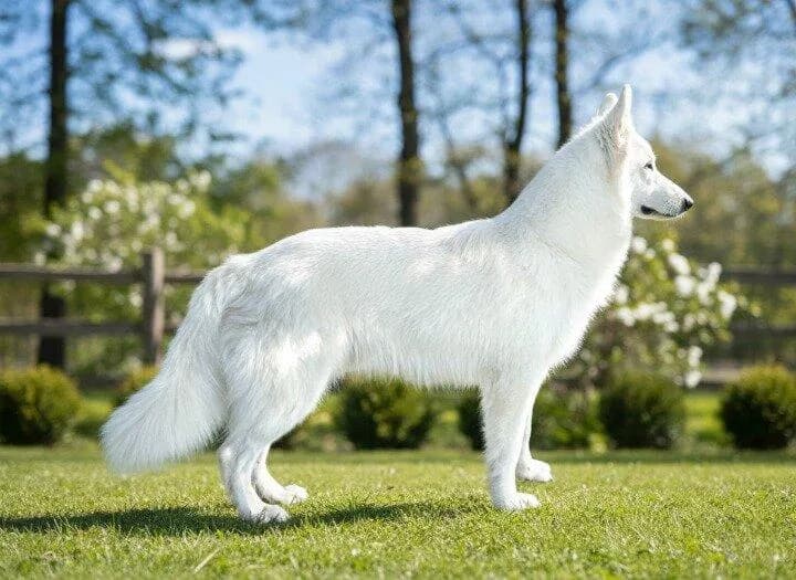 ลูกสุนัข White Swiss Shepherd มีใบเพ็ดดีกรี สายพันธุ์ขนาดใหญ่ ลักษณะคล้ายหมาป่า
