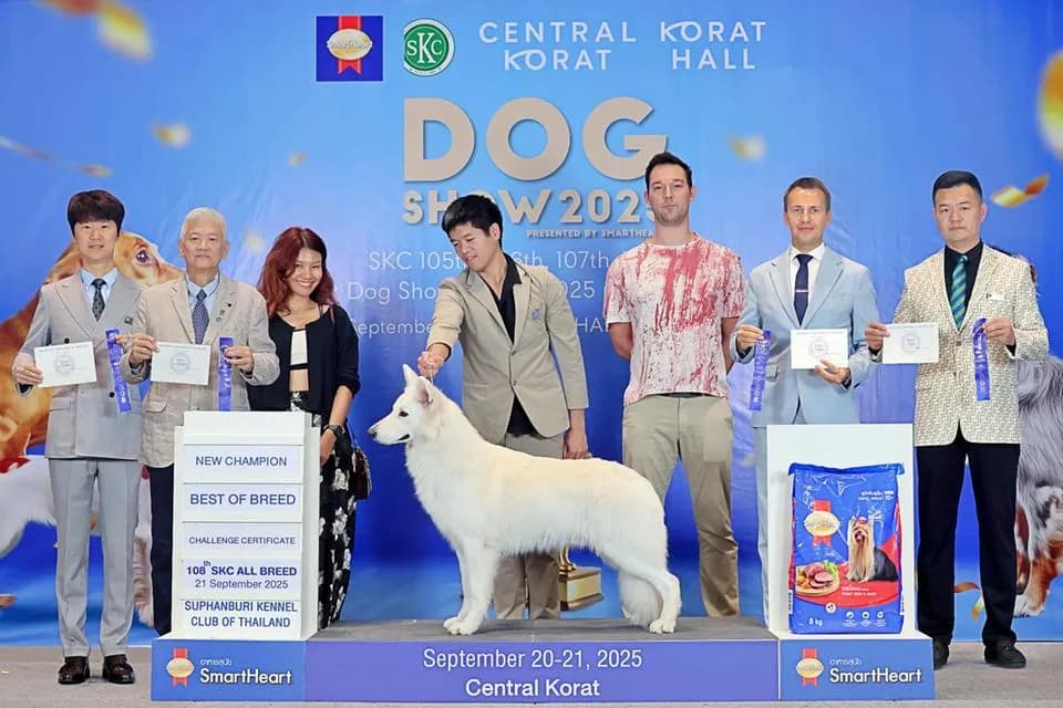 ลูกสุนัข White Swiss Shepherd มีใบเพ็ดดีกรี สายพันธุ์ขนาดใหญ่ ลักษณะคล้ายหมาป่า