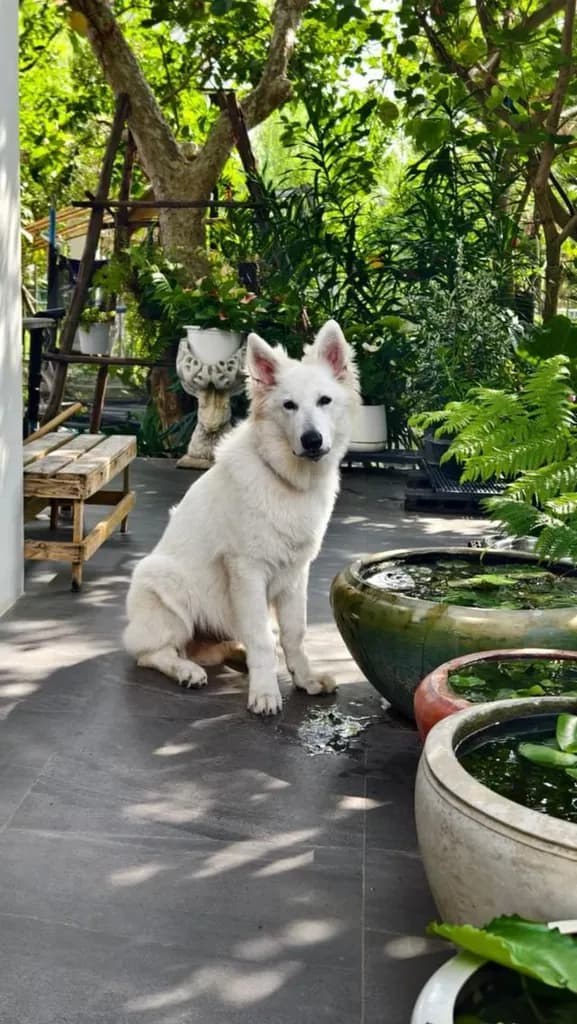 ลูกสุนัข White Swiss Shepherd มีใบเพ็ดดีกรี สายพันธุ์ขนาดใหญ่ ลักษณะคล้ายหมาป่า