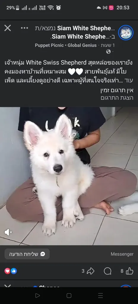 ลูกสุนัข White Swiss Shepherd มีใบเพ็ดดีกรี สายพันธุ์ขนาดใหญ่ ลักษณะคล้ายหมาป่า