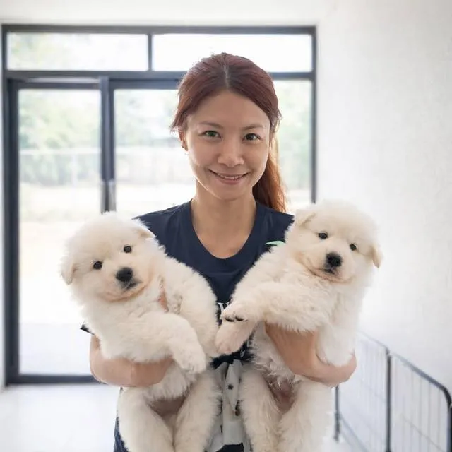 ลูกสุนัข White Swiss Shepherd มีใบเพ็ดดีกรี สายพันธุ์ขนาดใหญ่ ลักษณะคล้ายหมาป่า