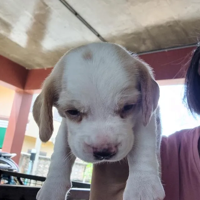 น้องหมาสายพันธ์บีเกิ้ล