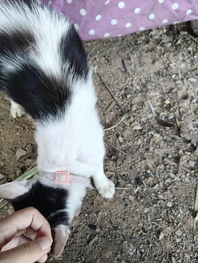 แมว ลูกครึ่ง พันธุ์ขาวมณี