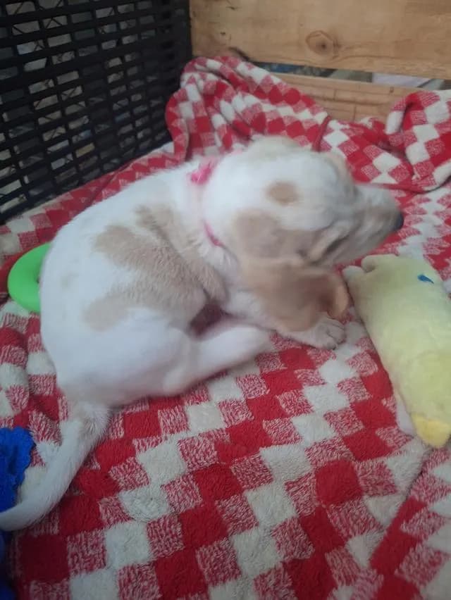 ลูกสุนัขพันธุ์บาสเซ็ตฮาวด์