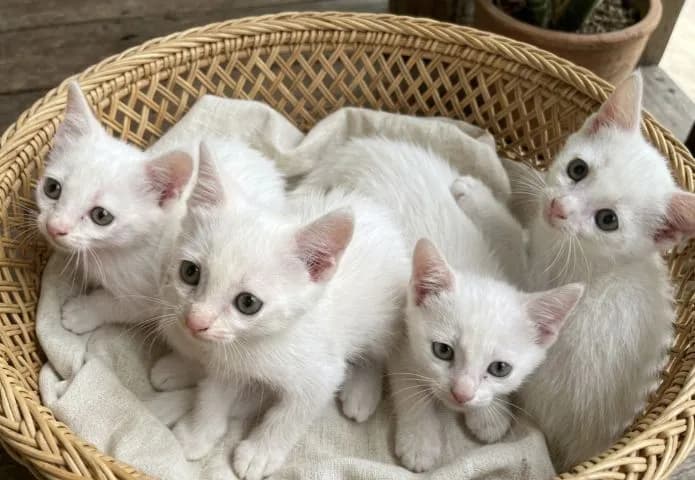 แมวขาวมณี