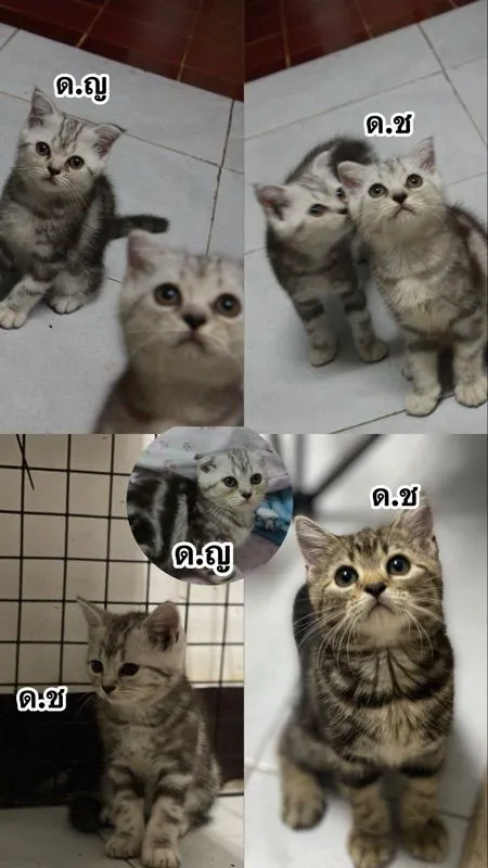 สก็อตติชโฟล์ด