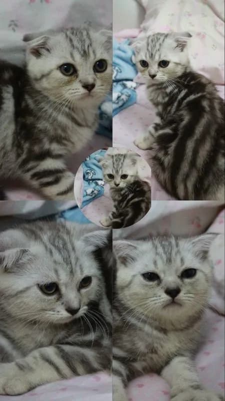 สก็อตติชโฟล์ด