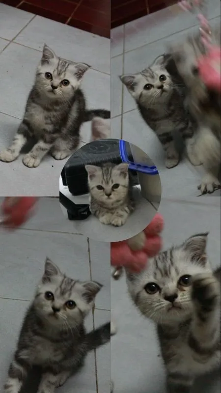 สก็อตติชโฟล์ด