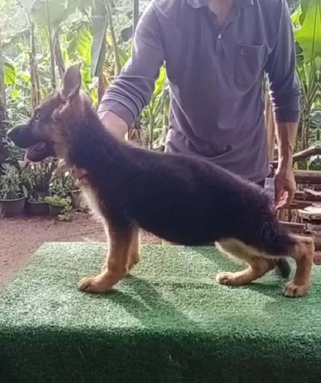 ลูกสุนัขพันธุ์ เยอรมันเชพเพอด