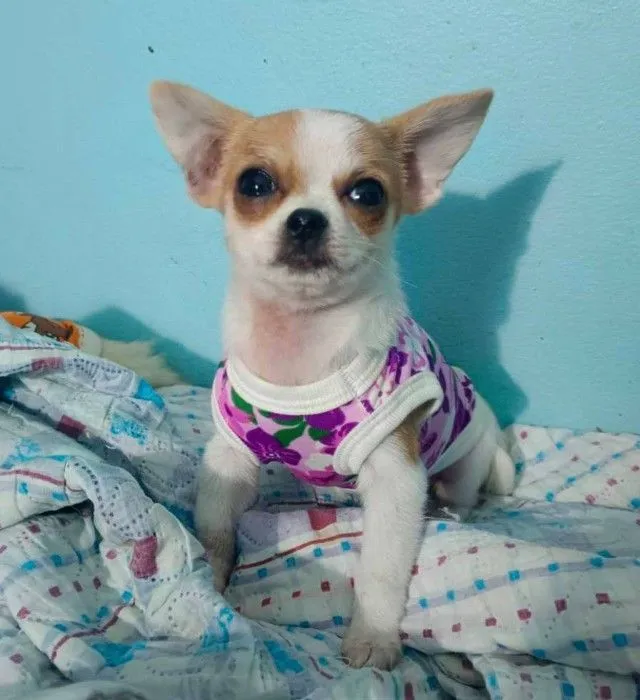 ขายหมาชิวาว่าขนสั้นเพศเมีย