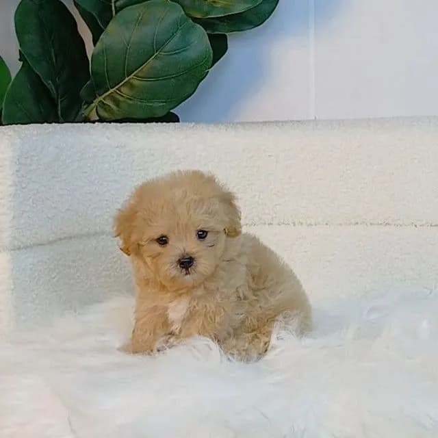 maltipoo มอลติพู เพศผู้ สีน้ำตาล พร้อมวัคซีน5โรคเข็มแรก ถ่ายพยาธิ ใบรับรองจากสัตว์แพทย์ รับประกันสุขภาพ ส่งได้ทั่วไทย
