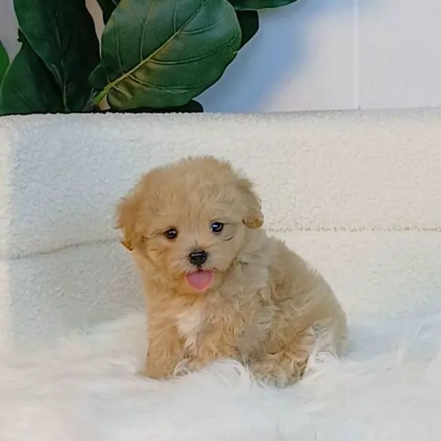maltipoo มอลติพู เพศผู้ สีน้ำตาล พร้อมวัคซีน5โรคเข็มแรก ถ่ายพยาธิ ใบรับรองจากสัตว์แพทย์ รับประกันสุขภาพ ส่งได้ทั่วไทย