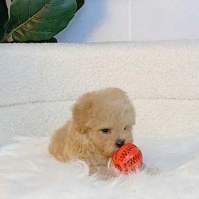 maltipoo มอลติพู เพศผู้ สีน้ำตาล พร้อมวัคซีน5โรคเข็มแรก ถ่ายพยาธิ ใบรับรองจากสัตว์แพทย์ รับประกันสุขภาพ ส่งได้ทั่วไทย