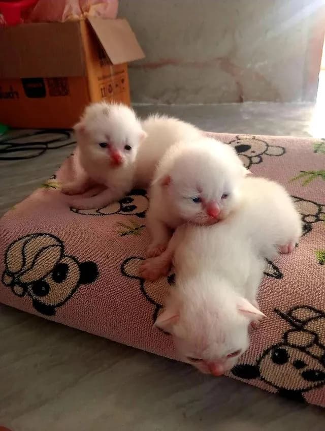 ลูกเเมวขาวมณี จำนวน 3 ตัว ตัวล่ะ 3000