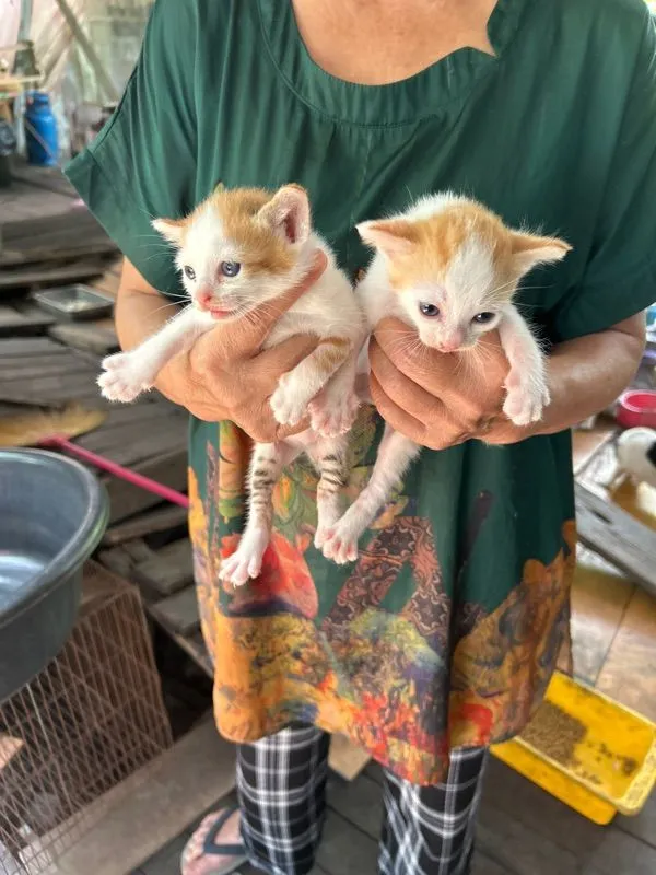 ขายแมวสกอตติชผสมเปอร์เซียเป็นพันธุ์ผสมตัวผู้หนึ่งตัวตัวเมียหนึ่งตัวอายุ 30 วันตัวละ 1200 บาท