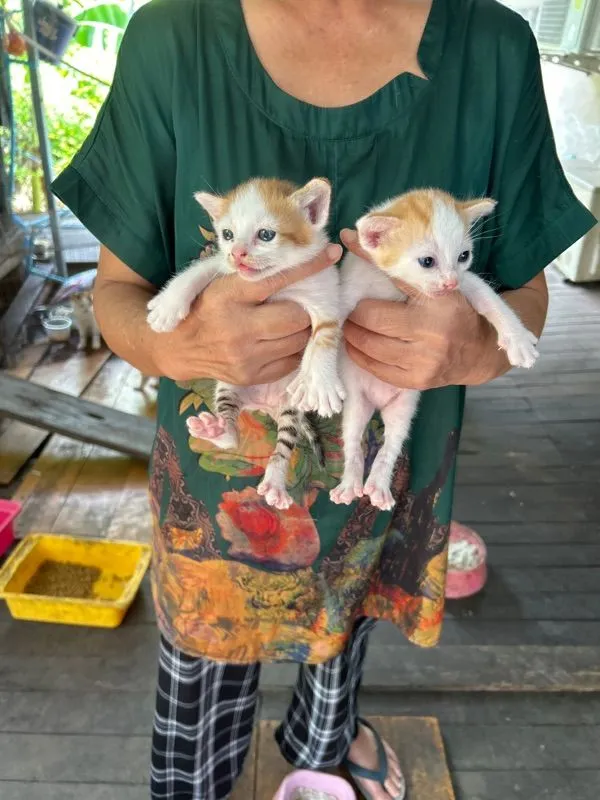 ขายแมวสกอตติชผสมเปอร์เซียเป็นพันธุ์ผสมตัวผู้หนึ่งตัวตัวเมียหนึ่งตัวอายุ 30 วันตัวละ 1200 บาท