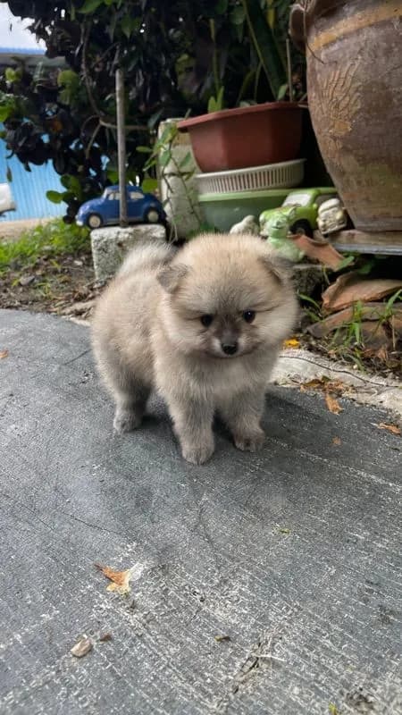 ปอมแท้รังสิต ส่งได้ทุกจังหวัด