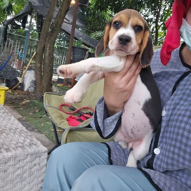 ลูกบีเกิ้ลเมีย แท้ สายเลือดดี