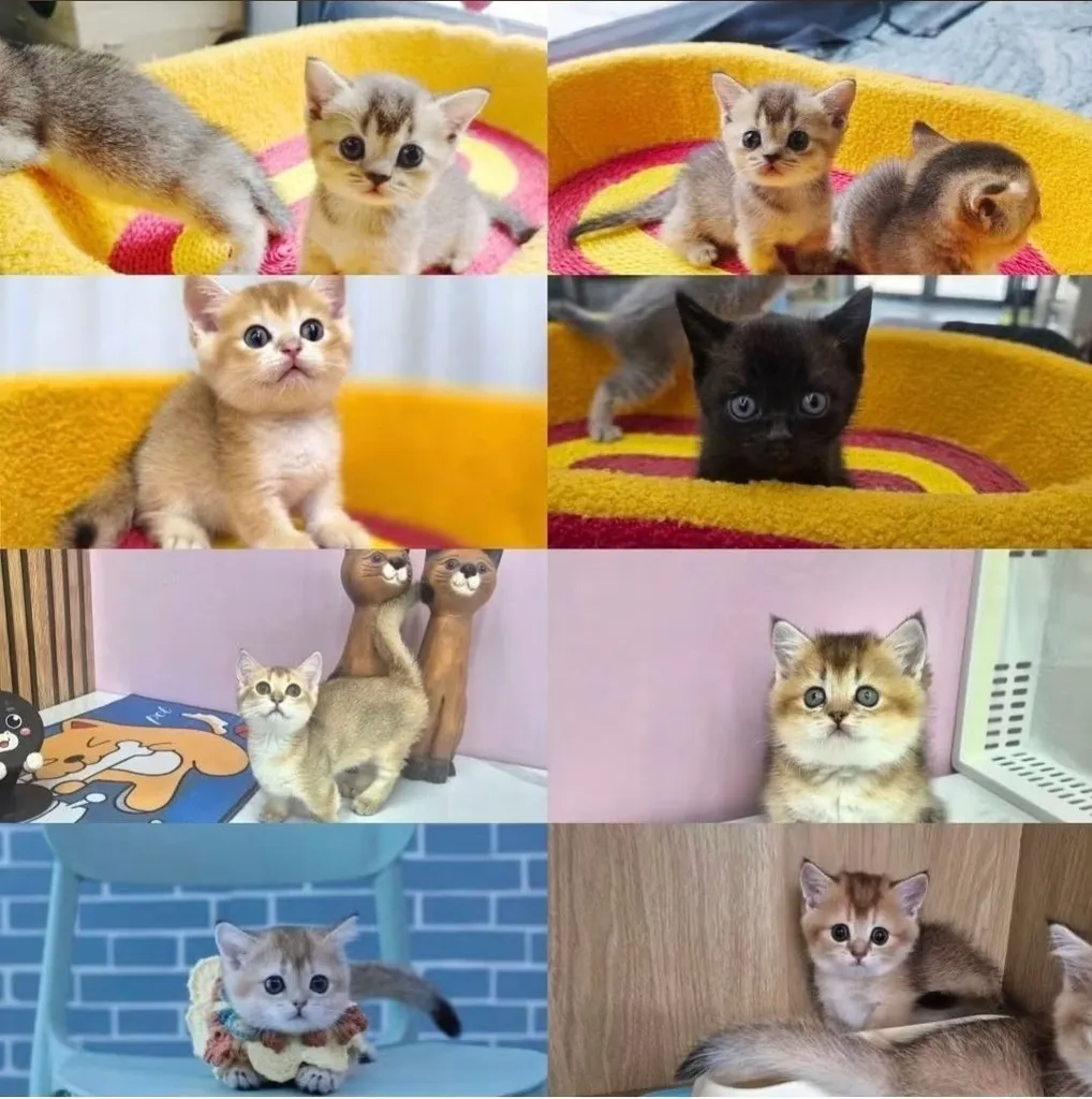 แมวมันช์กิ้นขาสั้น (Munchkin Short-Leg Cat)