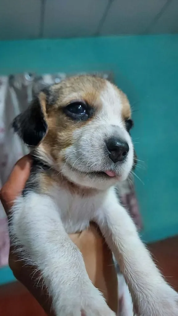 สุนัขบีเกิ้ลแท้ราชบุรี