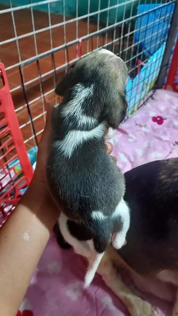สุนัขบีเกิ้ลแท้ราชบุรี