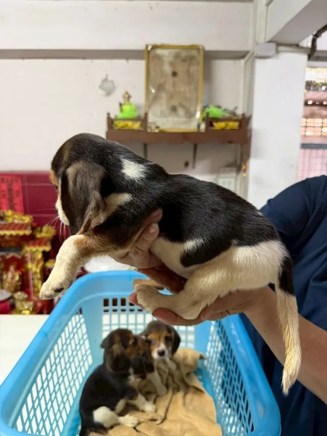 ลูกบีเกิ้ล เพศผู้2