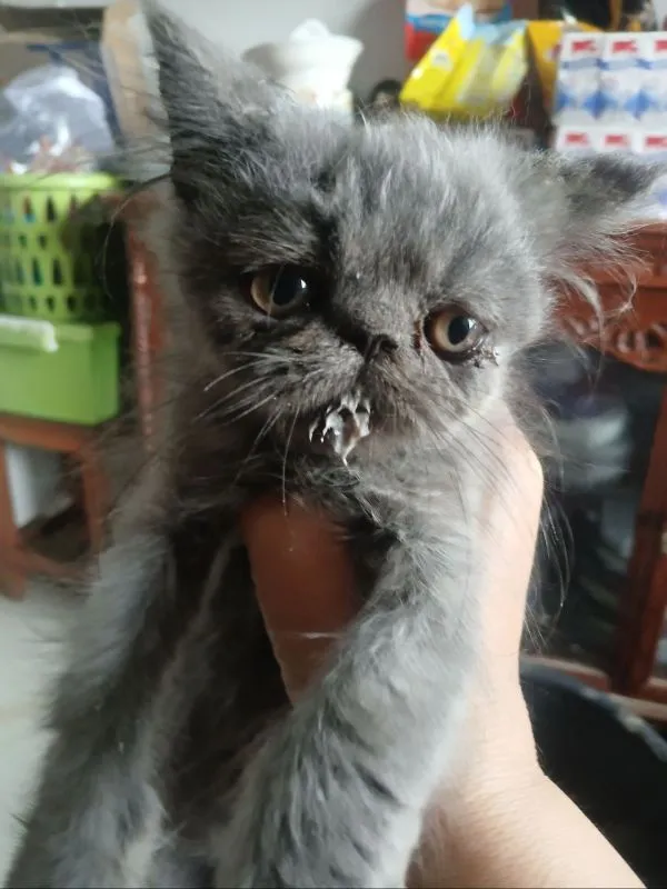 ขายแมวเอ็กโซติก