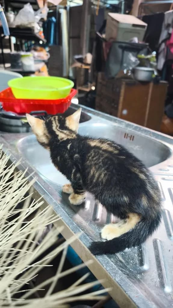 ตัวที่2ลูกแมวเบงกอลอยู่อุบลครับ