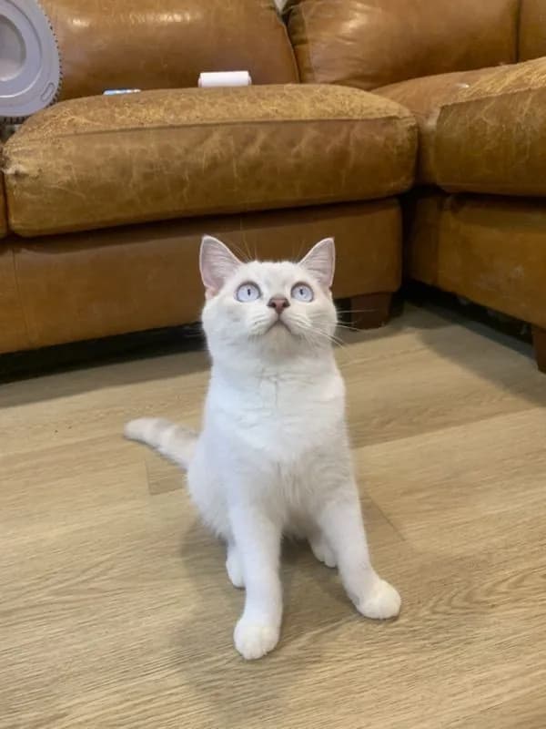 สก็อตติช แท้