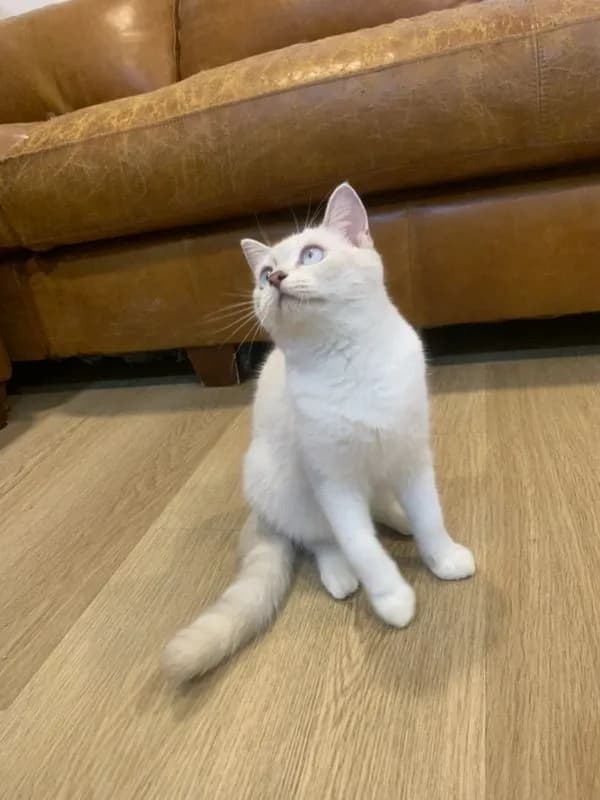 สก็อตติช แท้