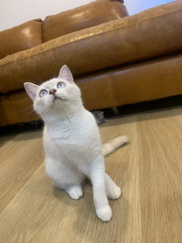 สก็อตติช แท้