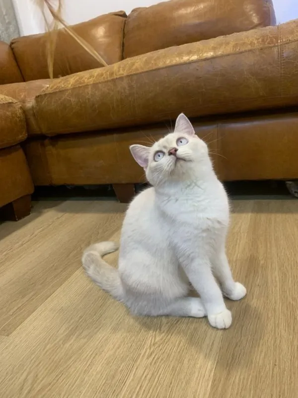 สก็อตติช แท้