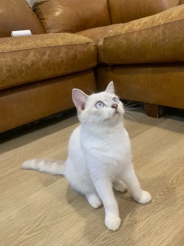 สก็อตติช แท้