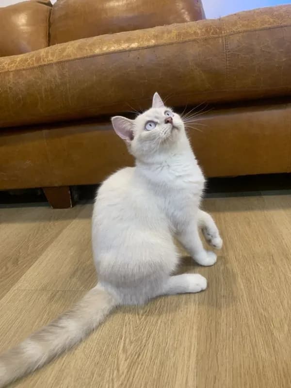 สก็อตติช แท้