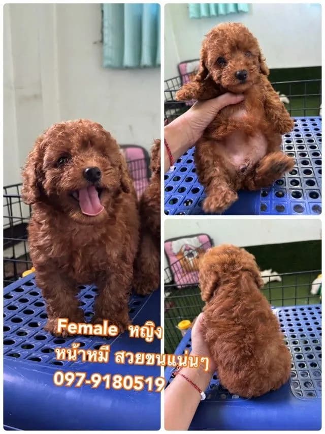 จัดโปรนาทีทองด่วน พุดเดิ้ลทอย ขาสั้นหน้าหมี poodletoy