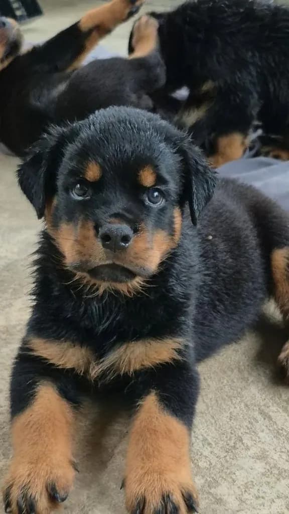 ^ Rottweiler Puppies