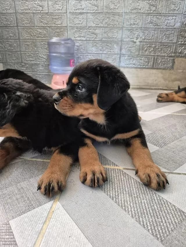 ^ Rottweiler Puppies