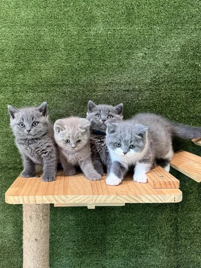 ลูกแมว British Shorthair ใบเพ็ด BCT