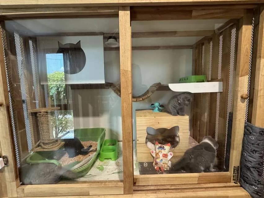ลูกแมว British Shorthair ใบเพ็ด BCT