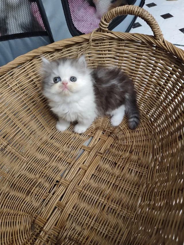แมวเปอร์เซีย