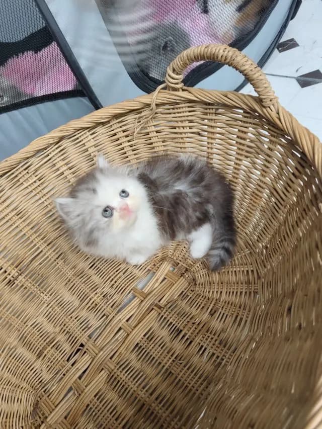 แมวเปอร์เซีย