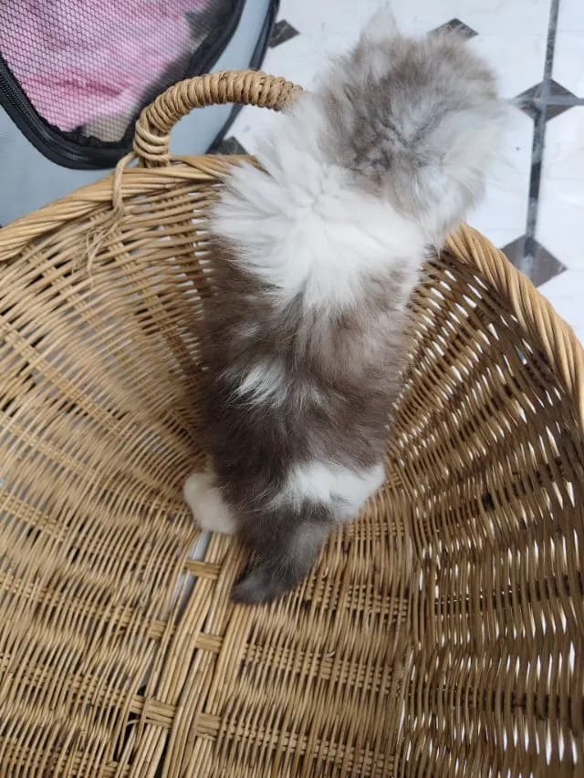 แมวเปอร์เซีย