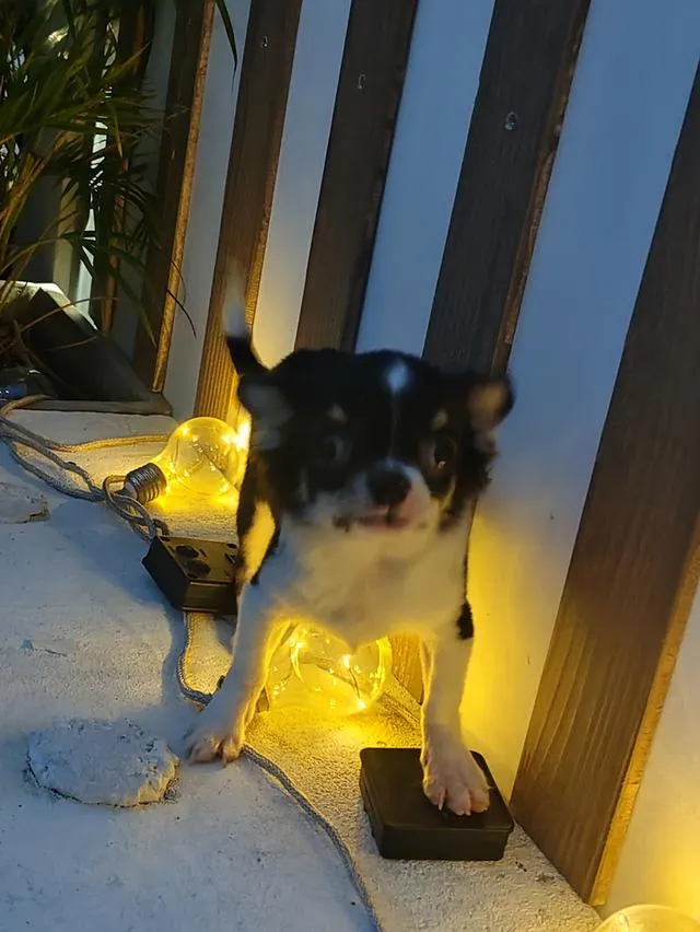 chihuahua ชิวาวาเชียงใหม่