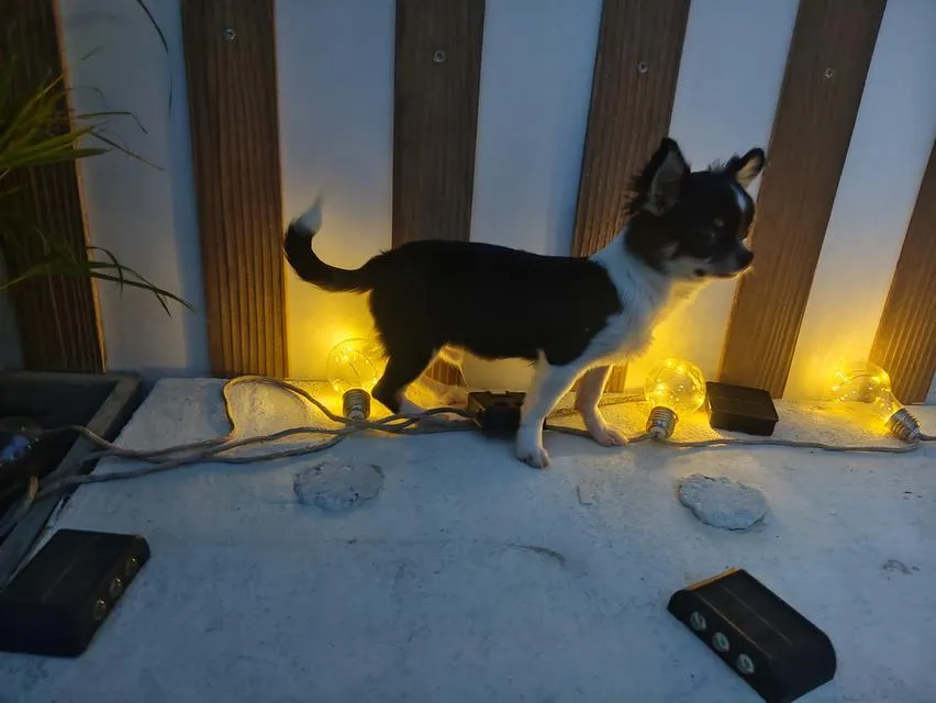 chihuahua ชิวาวาเชียงใหม่