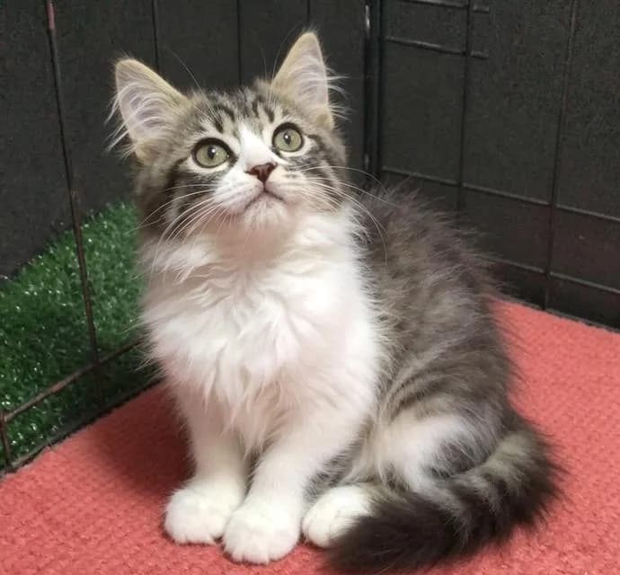 แมว scottish fold ลพบุรีสวยๆ