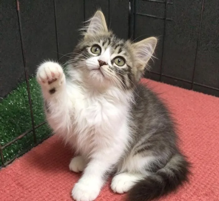 แมว scottish fold ลพบุรีสวยๆ