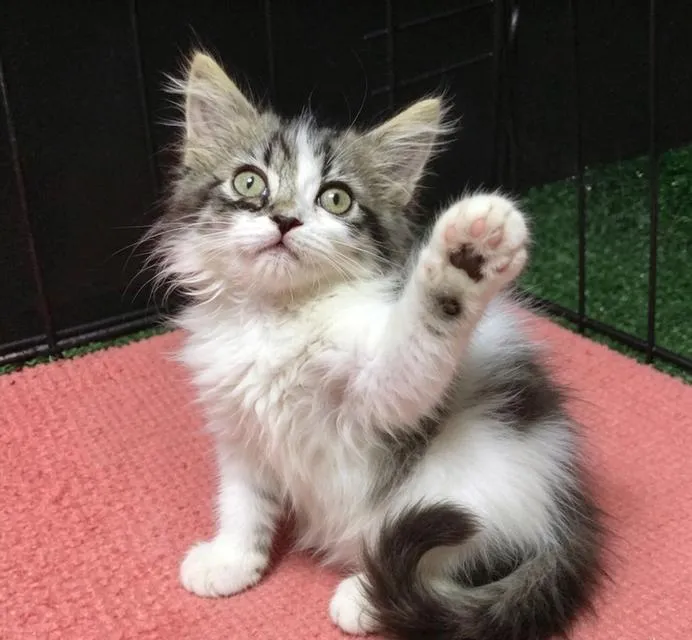 แมว scottish fold ลพบุรีสวยๆ