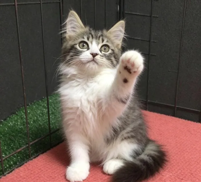แมว scottish fold ลพบุรีสวยๆ
