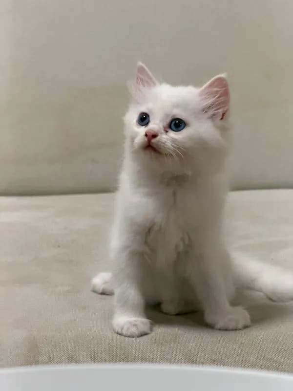 ลูกแมวเปอร์เซียสีขาว ตาฟ้า